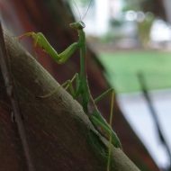 Mantis and Jessamine